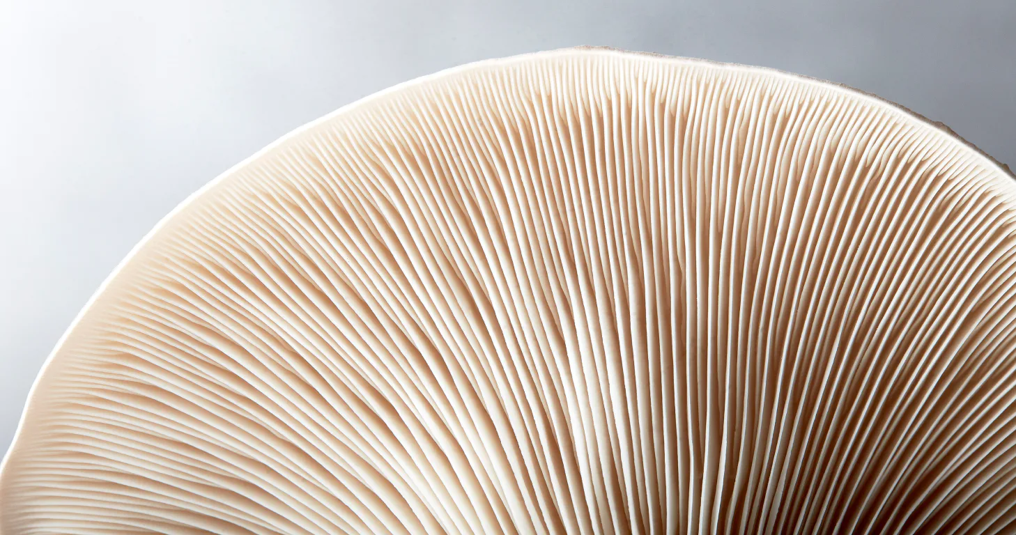 up close image of a magic mushroom