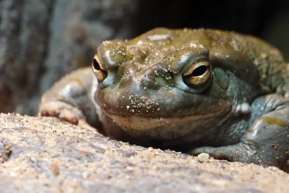 Colorado River toad Colorado River toad