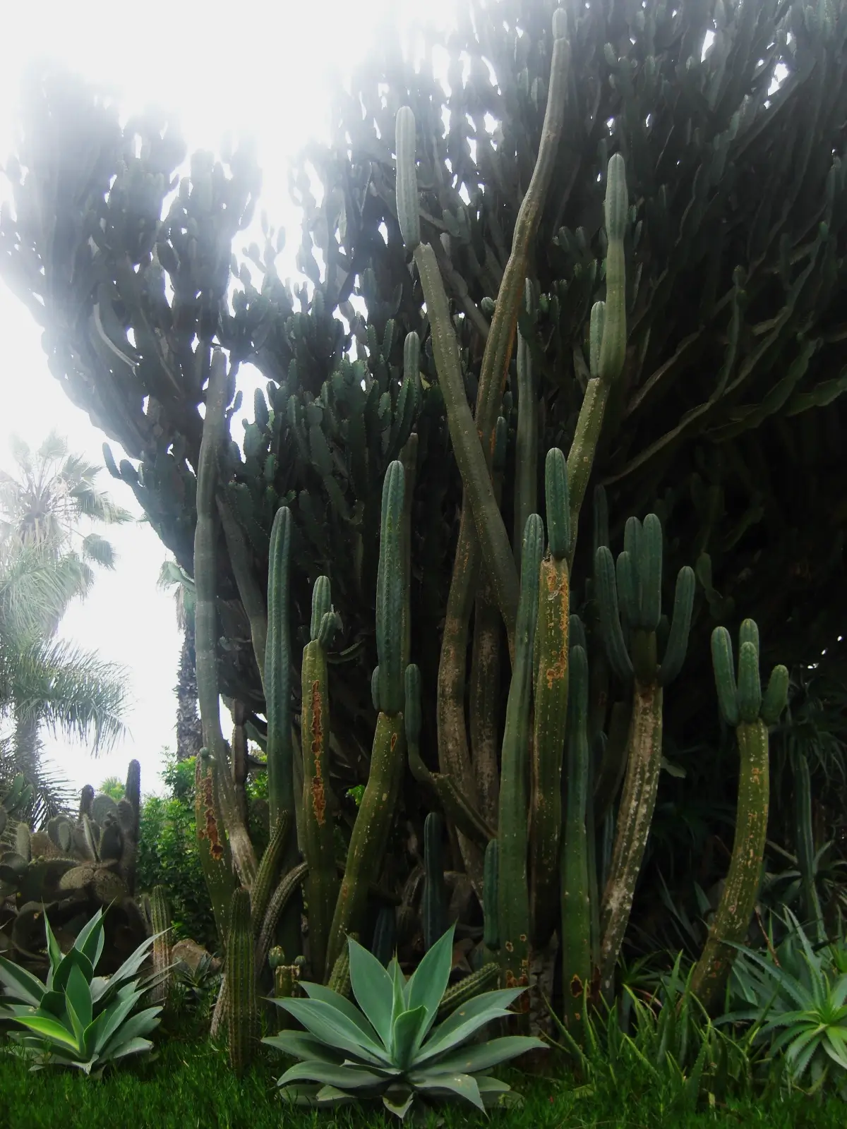 San Pedro Cactus