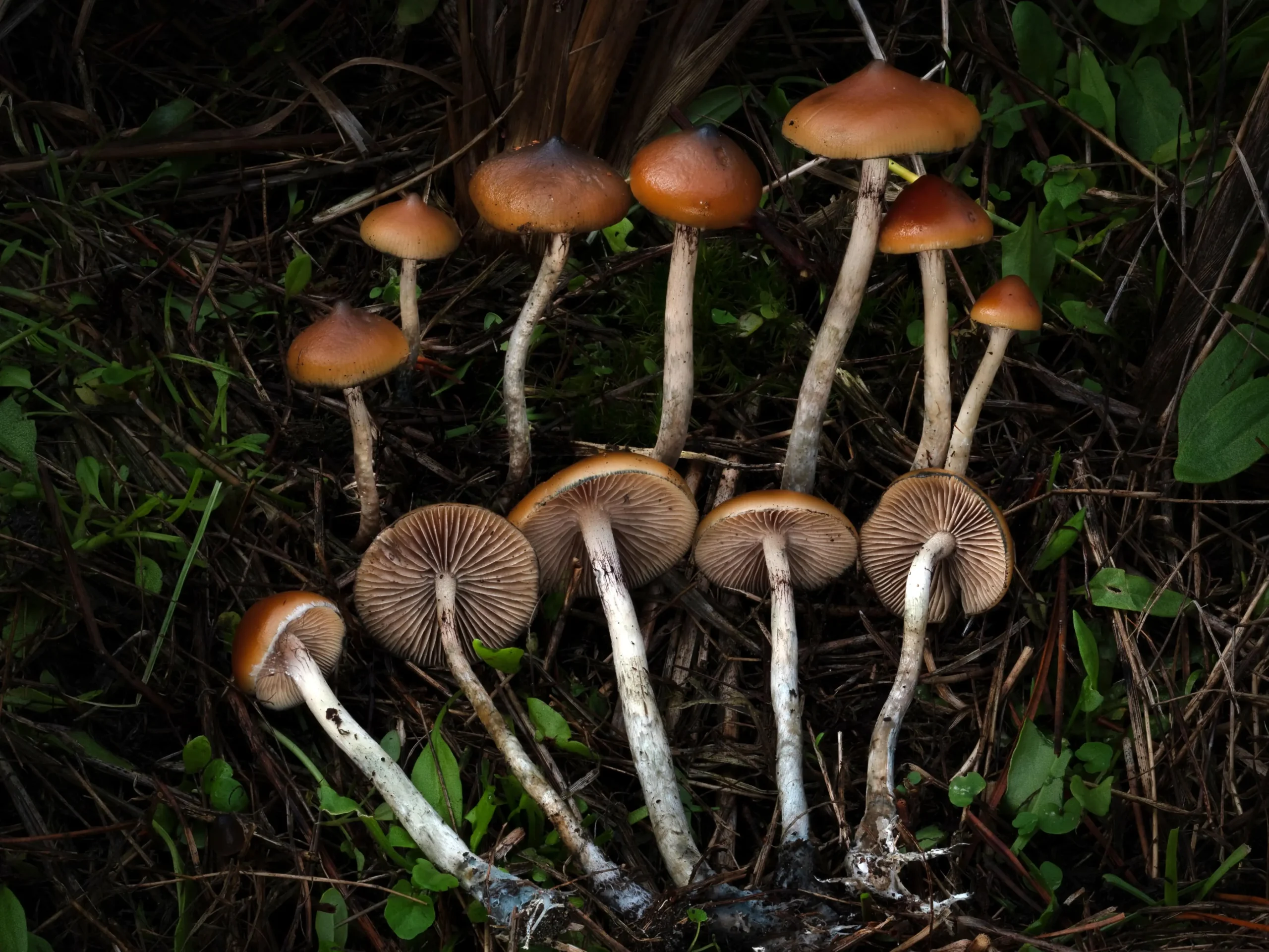 Psilocybe azurescens: Natures Most Potent Psilocybin Mushroom 21 Mushroom