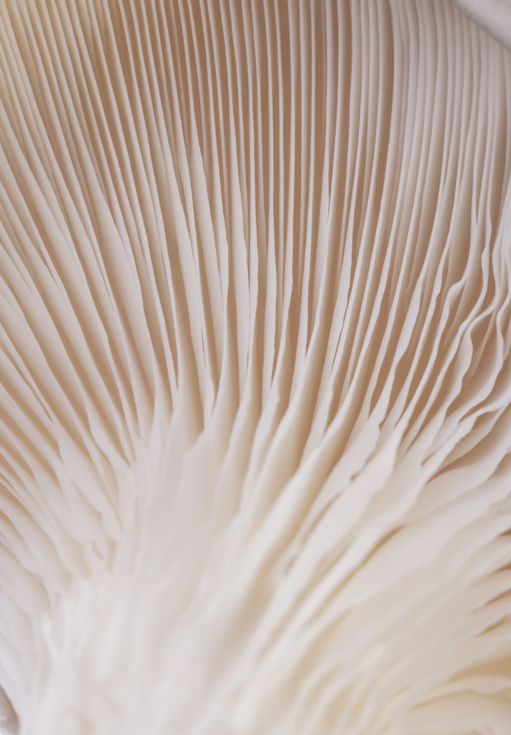 The Ultimate Guide to Using Functional Mushrooms to Enhance Your Mind and Body 20 Functional Mushroom hero