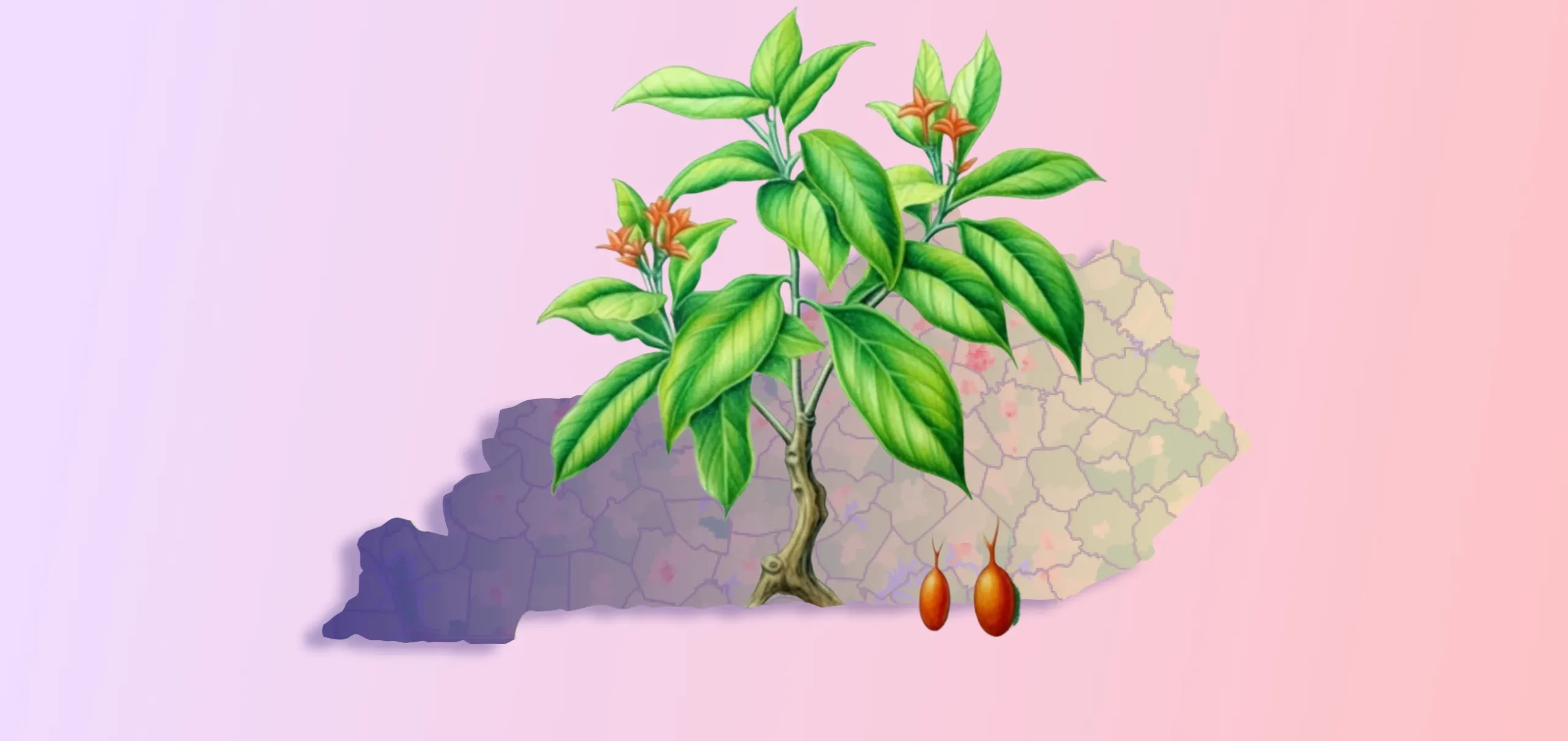 Kentucky to Use Psychedelic Medicine Ibogaine to Fight the Opioid Crisis 4 Kentucky to Use Psychedelic Medicine Ibogaine to Fight the Opioid Crisis