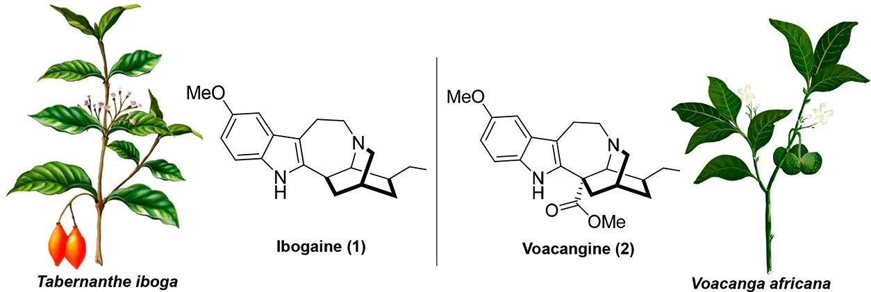 Kentucky to Use Psychedelic Medicine Ibogaine to Fight the Opioid Crisis 7 Tabernanthe iboga