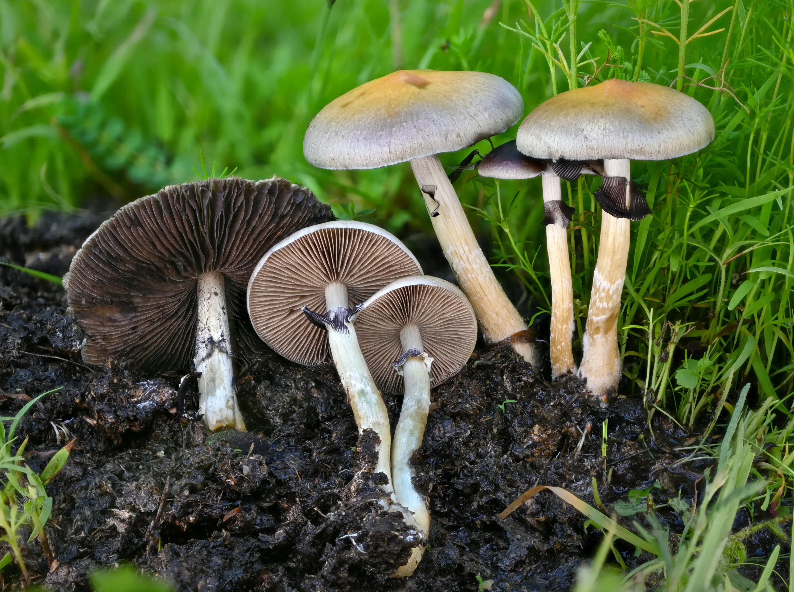 Psilocybe cubensis: A Comprehensive Guide to the Most Popular Magic Mushroom 19 mezcala cubensis