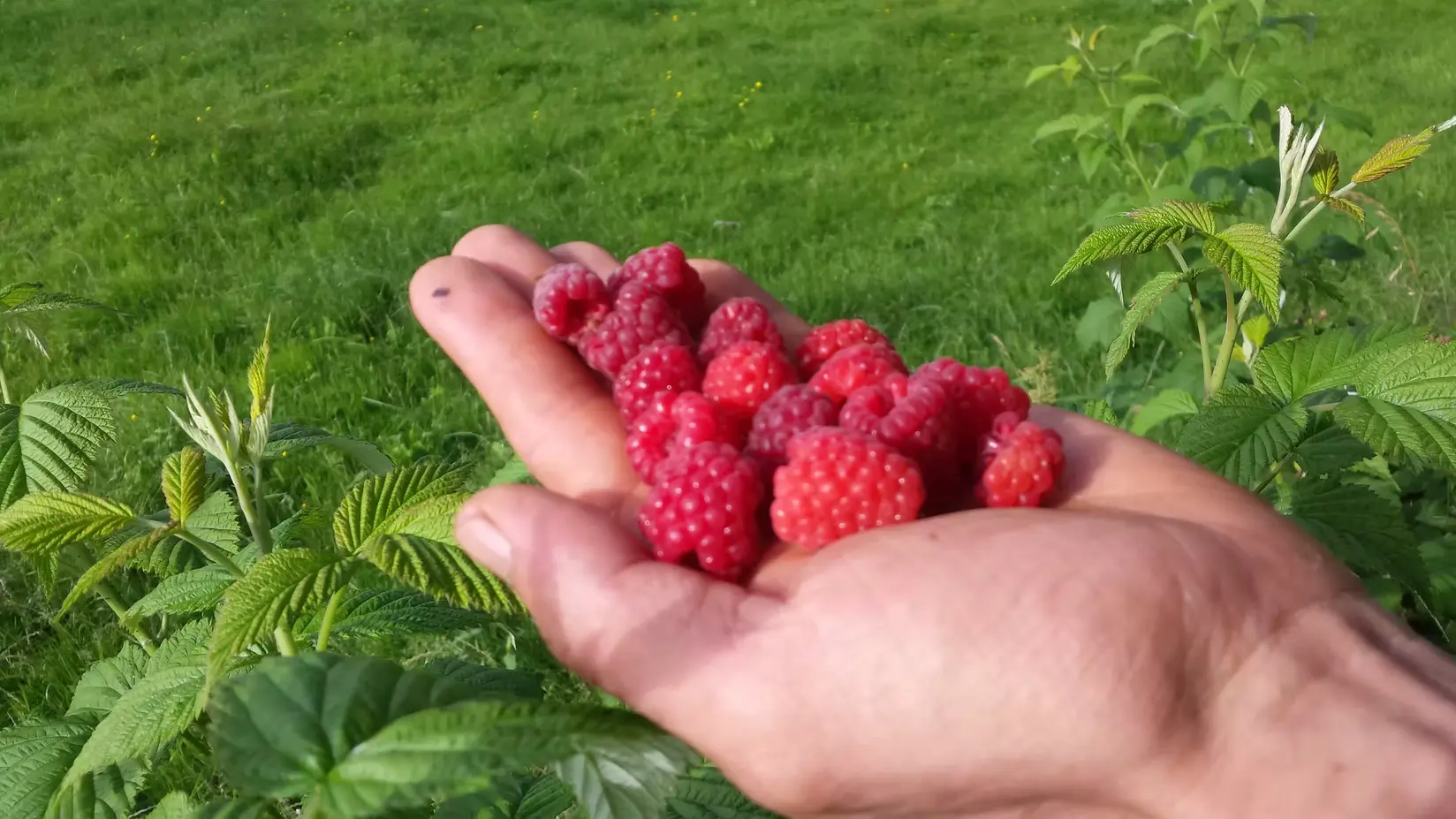 Earth Awareness Psilocybin Retreat